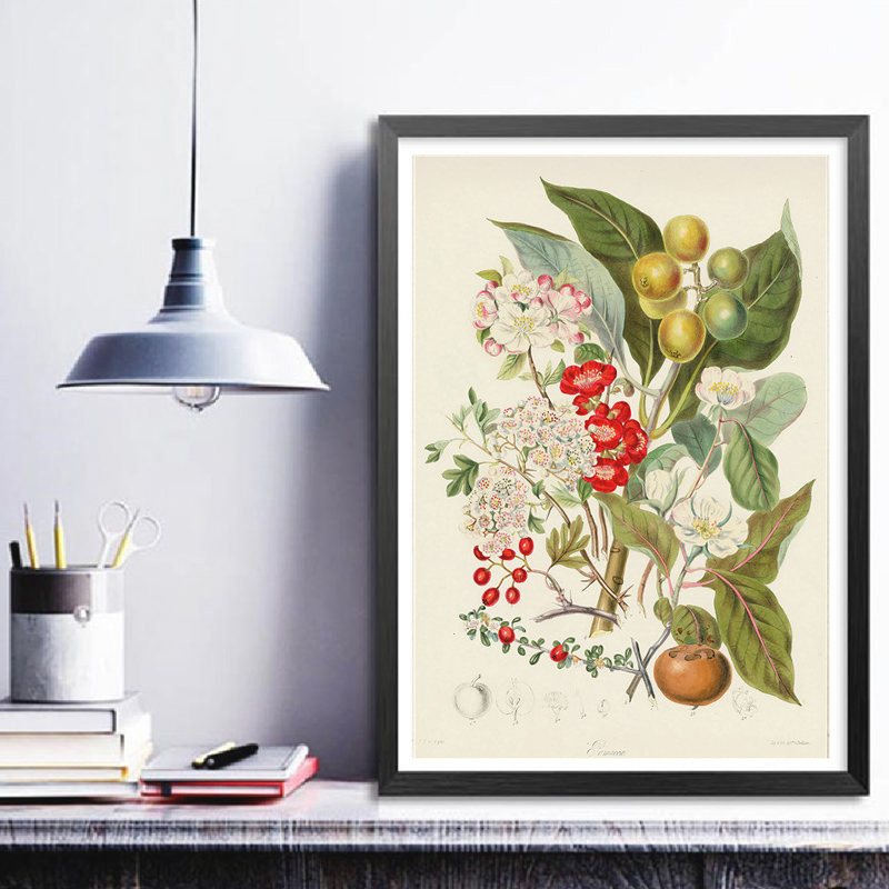 식물학 컬렉션 빈티지 포스터, 식물 그림, 벽 장식용  - Vintage Collectible Posters 리뷰 및 가격