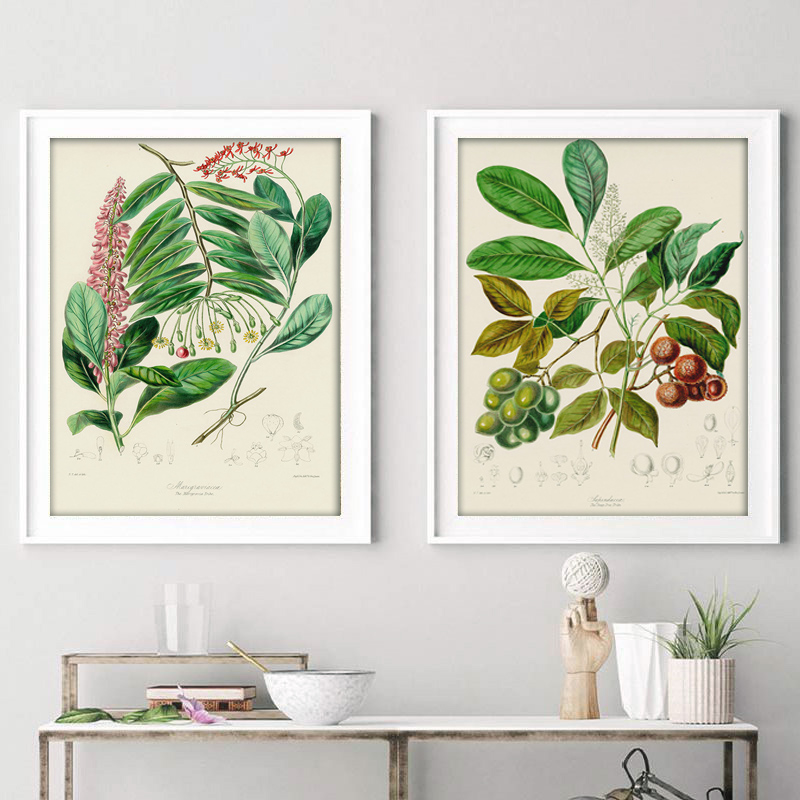 식물학 컬렉션 빈티지 포스터, 식물 그림, 벽 장식용  - Vintage Collectible Posters 리뷰 및 가격